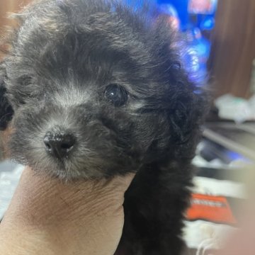 トイプードル(タイニー)【北海道・女の子・2024年2月2日・グレー】の写真「シルバーの可愛い女の子です」