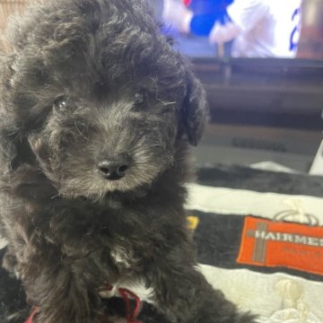 トイプードル(トイ)【北海道・女の子・2024年2月2日・グレー】の写真「活発な可愛い女の子です」