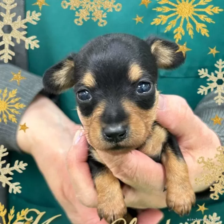 ID:2412-03136の子犬