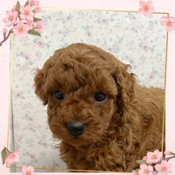 ID：2503-05076の子犬