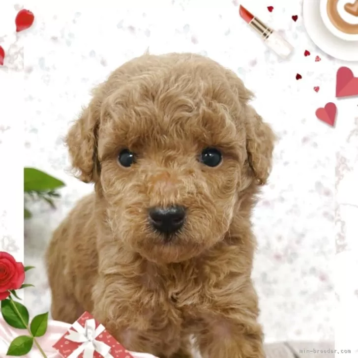 ID:2505-06309の子犬