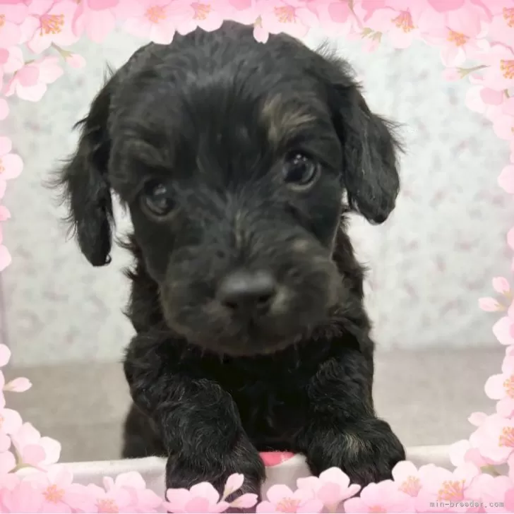 ID：2503-05348の子犬