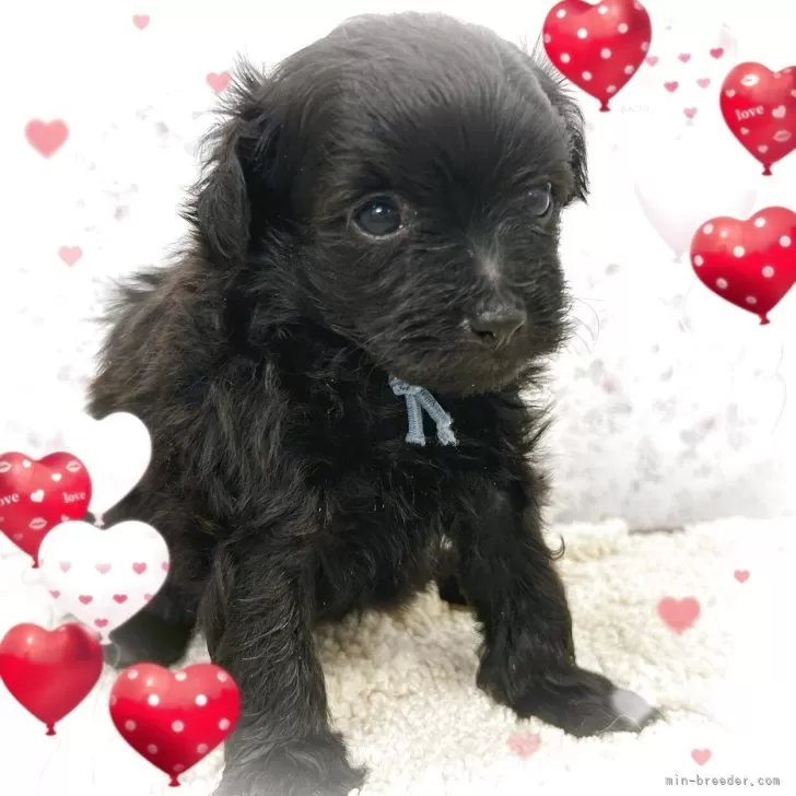 ID：2507-03552の子犬
