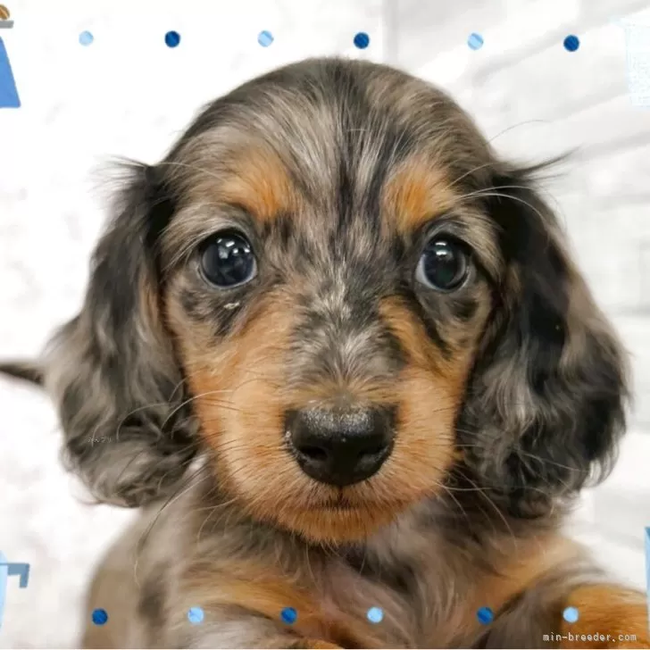 ID:2505-03016の子犬