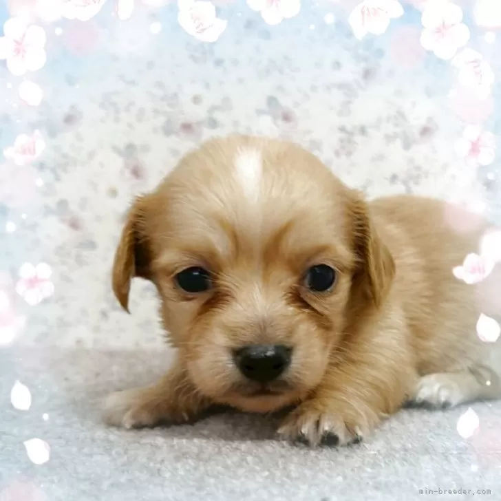 ID:2503-08186の子犬