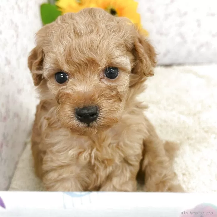ID：2509-03754の子犬