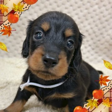 ミニチュアダックスフンド(ロング)【富山県・男の子・2025年11月1日・ブラック&タン】の写真「両親ブラック&タン。艶々してて元気なイケメンくん。」