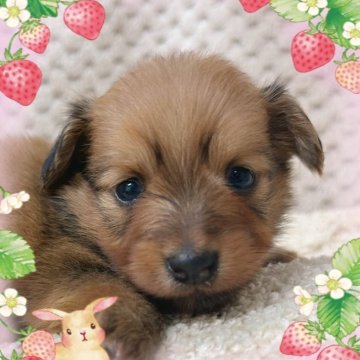 ポメックス(ポメラニアン×ダックスフンド)【富山県・女の子・2025年10月10日・オレンジ】の写真「ムチムチコロコロのポッチャリタイプの可愛い女の子。」