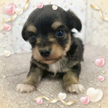 チワックス(チワワ×ダックスフンド)【富山県・男の子・2024年12月28日・ブラック&タン】の写真「小さなチワックスくん。」