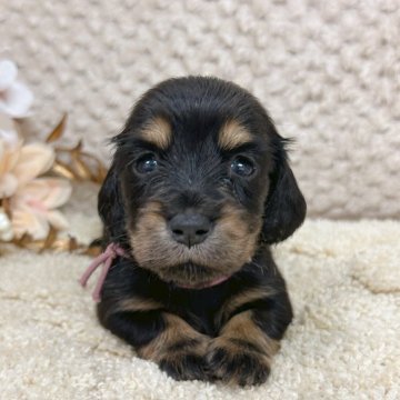 ミニチュアダックスフンド(ロング)【富山県・女の子・2025年9月27日・ブラック&タン】の写真「お顔はただいま進化中。美人さんまちがいなしです。」