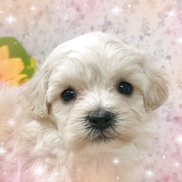 マルプー(マルチーズ×トイプードル)【富山県・男の子・2025年8月7日・クリーム】の写真「毛量が多くてふわふわした可愛い男の子です。」