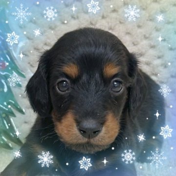 ミニチュアダックスフンド(ロング)【富山県・男の子・2025年11月1日・ブラック&タン】の写真「仲良し3兄妹で離乳食特訓中です。元気元気な男の子。」