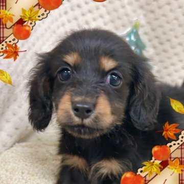 ミニチュアダックスフンド(ロング)【富山県・女の子・2025年9月27日・ブラック&タン】の写真「お顔はただいま進化中。美人さんまちがいなしです。」