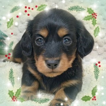 ミニチュアダックスフンド(ロング)【富山県・女の子・2025年11月1日・ブラック&タン】の写真「両親レッドから生まれた綺麗なブラックタンの美人さん」