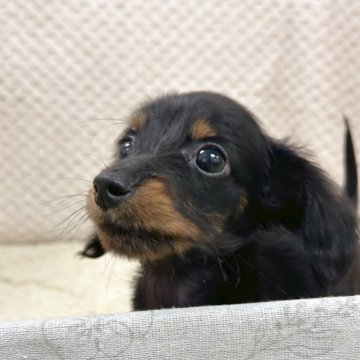 ミニチュアダックスフンド(ロング)【富山県・女の子・2025年8月15日・ブラック&タン】の写真「小振りなママから生まれた小振りな美人さんです。」