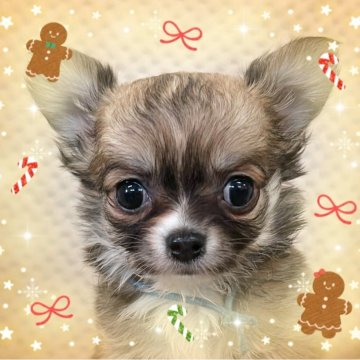 チワワ(ロング)【富山県・男の子・2025年10月11日・フォーン&ホワイト】の写真「5頭兄妹の末っ子君。チビちゃんですが元気いっぱい！」