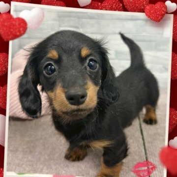 ミニチュアダックスフンド(ロング)【富山県・女の子・2024年12月10日・ブラック&タン】の写真「小さな女の子ですが元気いっぱい。仲良し2頭姉妹です」