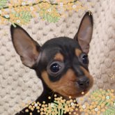 ミニチュアピンシャー