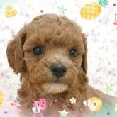 トイプードル(トイ)