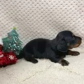 ミニチュアダックスフンド(ロング)【富山県・男の子・2025年11月1日・ブラック&タン】の写真4