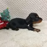 ミニチュアダックスフンド(ロング)【富山県・男の子・2025年11月1日・ブラック&タン】の写真4