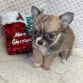 チワワ(ロング)【富山県・男の子・2025年10月11日・フォーン&ホワイト】の写真4