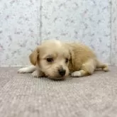 チワックス(チワワ×ダックスフンド)【富山県・男の子・2024年12月28日・クリーム&ホワイト】の写真5