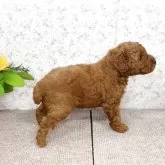 トイプードル(トイ)【富山県・男の子・2025年5月2日・レッド】の写真5