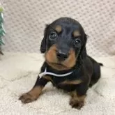 ミニチュアダックスフンド(ロング)【富山県・男の子・2025年11月1日・ブラック&タン】の写真5