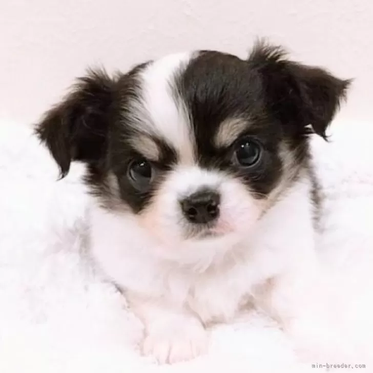 ID：2504-08136の子犬