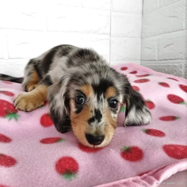 K.M 様のお迎えした子犬