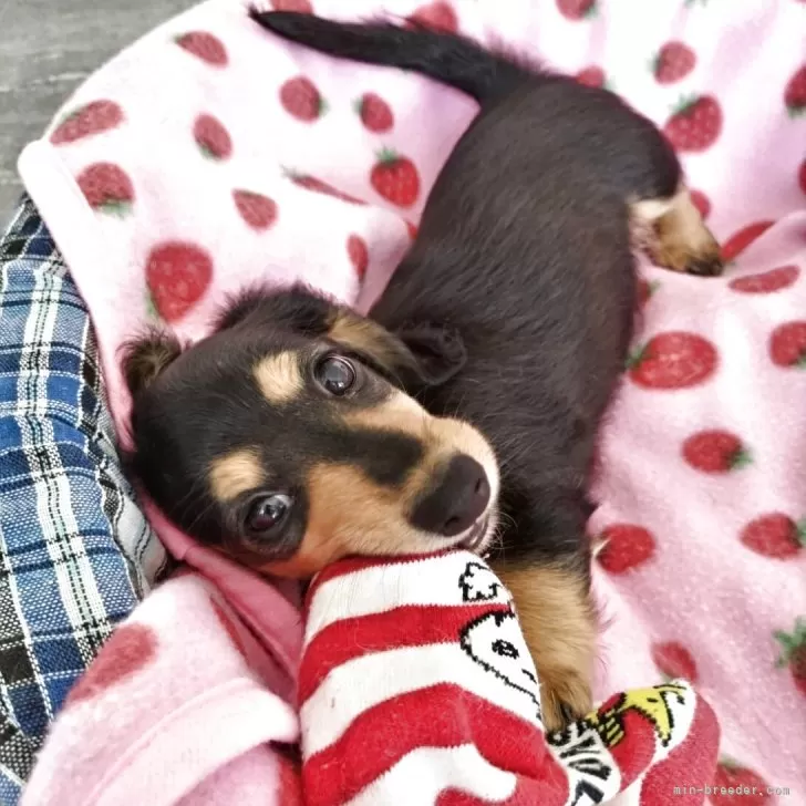 M.I 様のお迎えした子犬