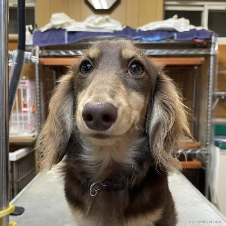 ID：2306-03624の子犬