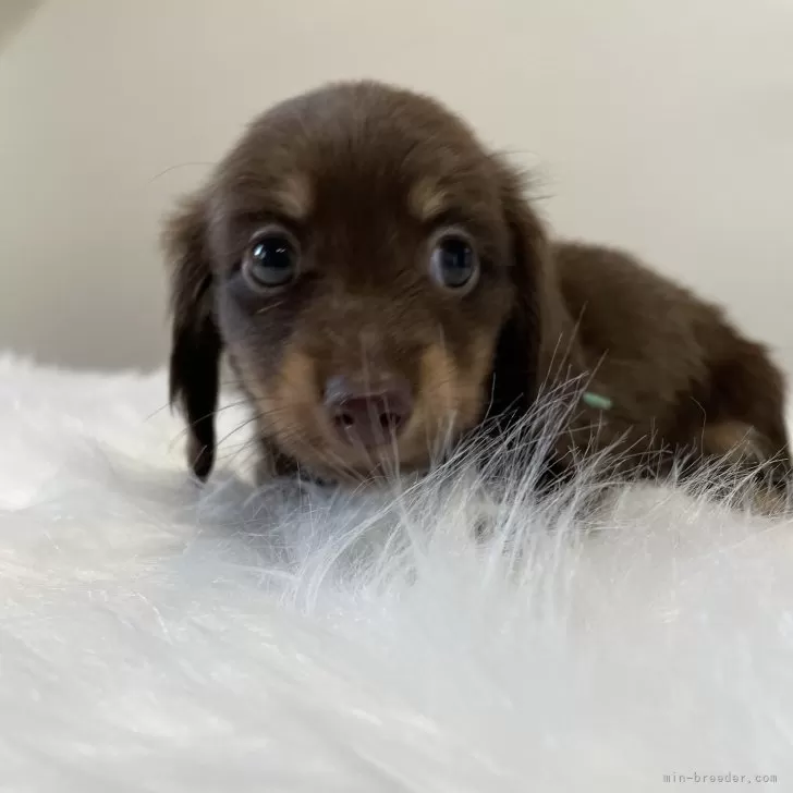 ID:2410-05999の子犬
