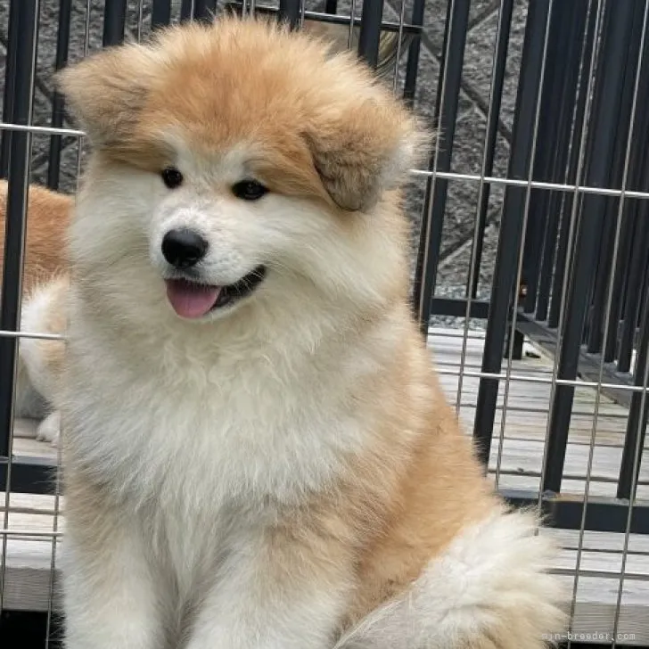 ID：2305-01785の子犬