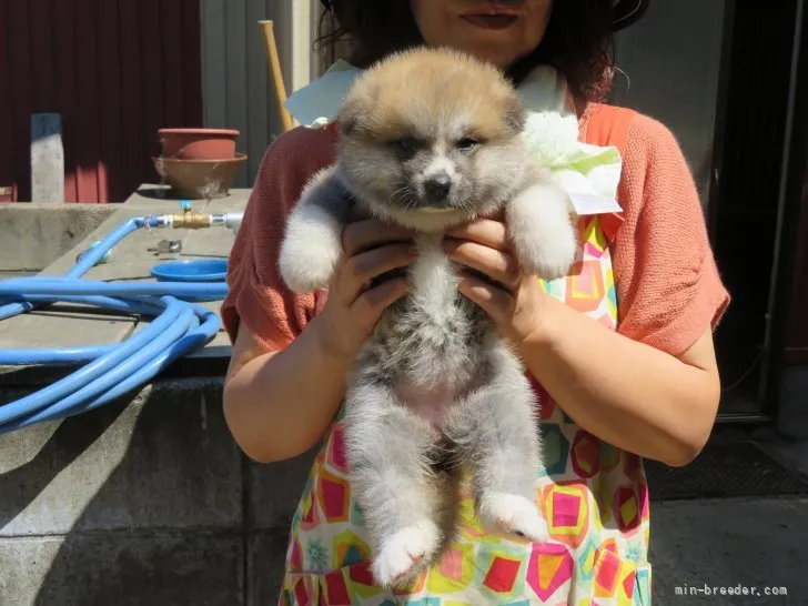 ID：2108-00685の子犬