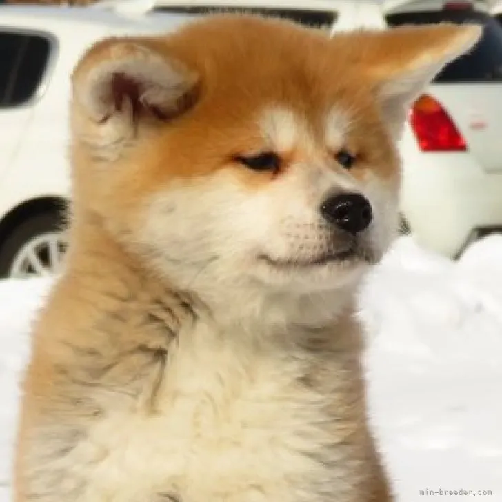 ID:2302-01152の子犬