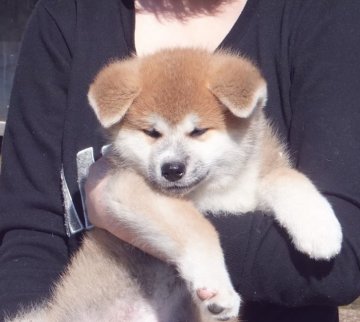 秋田犬【秋田県・男の子・2020年7月20日・赤毛】の写真「顔貌の目鼻立ち🌹　家族との新しい動画あります👩」