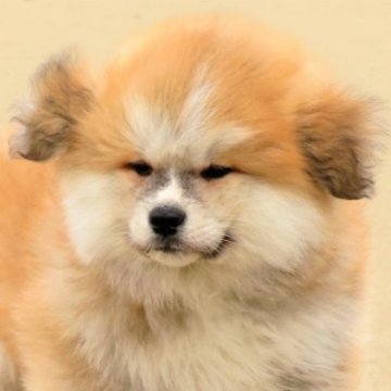 秋田犬【秋田県・男の子・2023年1月7日・ふっくら・長毛オスです!  茜色の赤毛🍁】の写真「ふあり綿毛のような長毛の男の子😊」