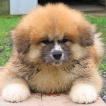 秋田犬【秋田県・男の子・2022年7月5日・ふっくら・長毛オスです!  茜色の赤毛🍁】の写真「父・玉鋼号・綿毛のような長毛の男の子🎈」