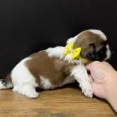 シーズー【愛知県・女の子・2022年9月12日・ホワイト&ゴールド】の写真3