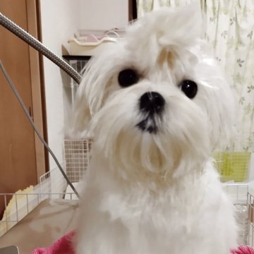 マルチーズ【東京都・女の子・2025年3月15日・ホワイト】の写真「パパはジャルダン出身INT.CH,CH優良血統💗」