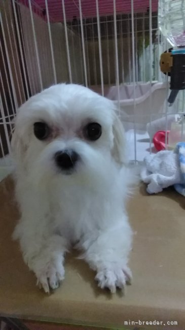 マルチーズ【・女の子・2019年4月4日・ホワイト】