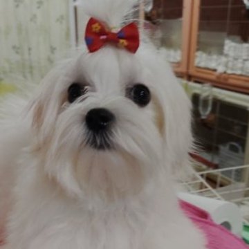 マルチーズ【東京都・女の子・2022年8月31日・ホワイト】の写真「混合ワクチン終わってます」