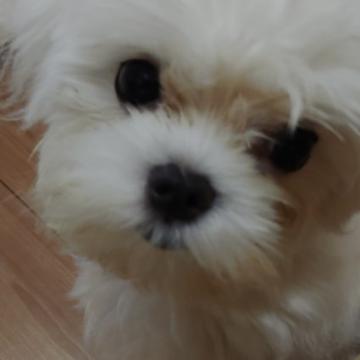 マルチーズ【東京都・女の子・2021年11月8日・ホワイト】の写真「甘えん坊　全て込みの代金です」