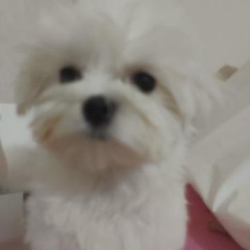 マルチーズ【東京都・女の子・2022年8月31日・ホワイト】の写真「小さめの子犬です」
