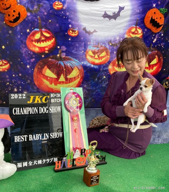 BEST BABY IN SHOW｜徳川　美由紀(とくがわ　みゆき)ブリーダー(山口県・チワワ(スムース)など・JKC登録)の紹介写真3