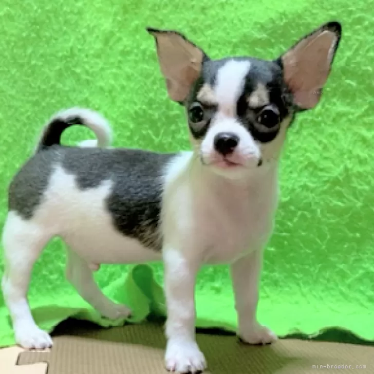 129 様のお迎えした子犬