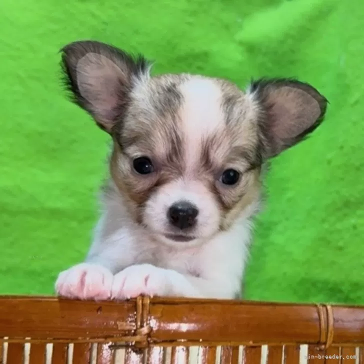 チワワ(ロング)【山口県・女の子・2025年10月27日・セーブル&amp;ホワイト】の写真1