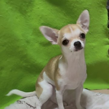 チワワ(スムース)【山口県・女の子・2025年5月8日・セーブル&ホワイト】の写真「✨🎄✨ X'mas ✨🎄スペシャルプライス❤️」
